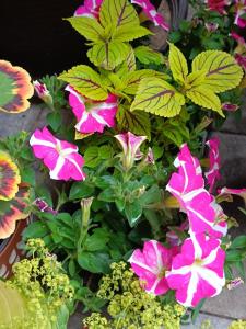 záhrada