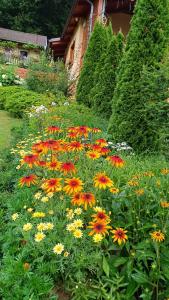záhrada