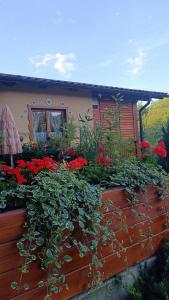 záhrada