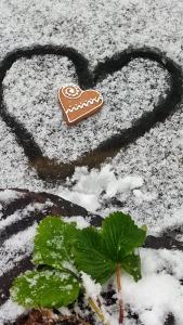 záhrada