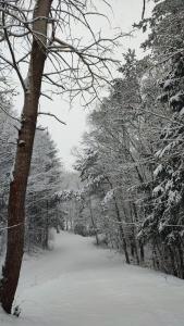 záhrada