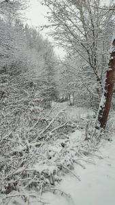 záhrada